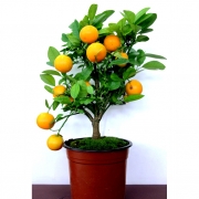 Цитрусовые