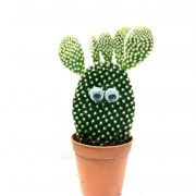 Кактусы и суккуленты