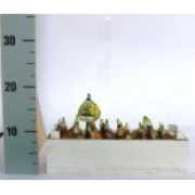 Мускари в белом кашпо