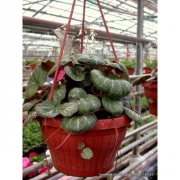 Подвесные растения и лианы